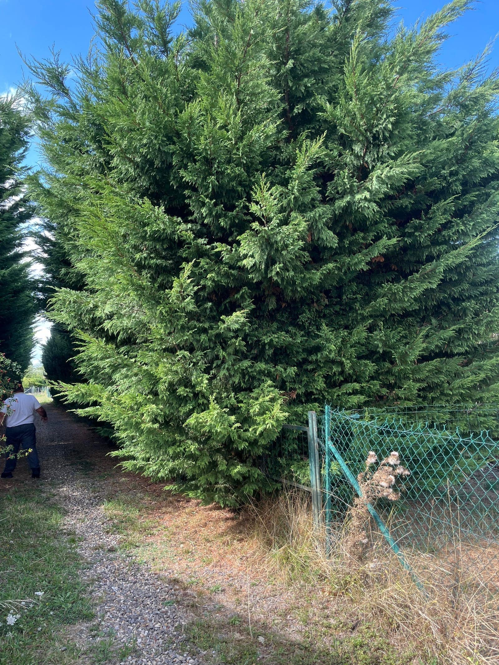 Grand conifère touffu au bord d’un chemin, devant un grillage.