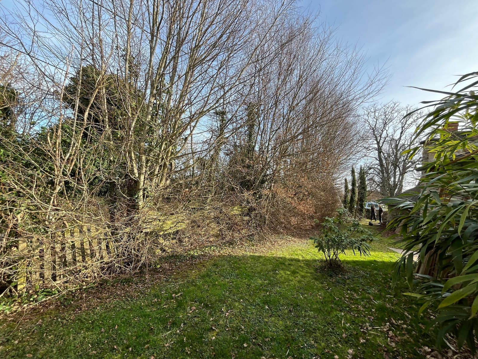 Jardin arboré avant aménagement, avec une clôture partiellement masquée par les branches.