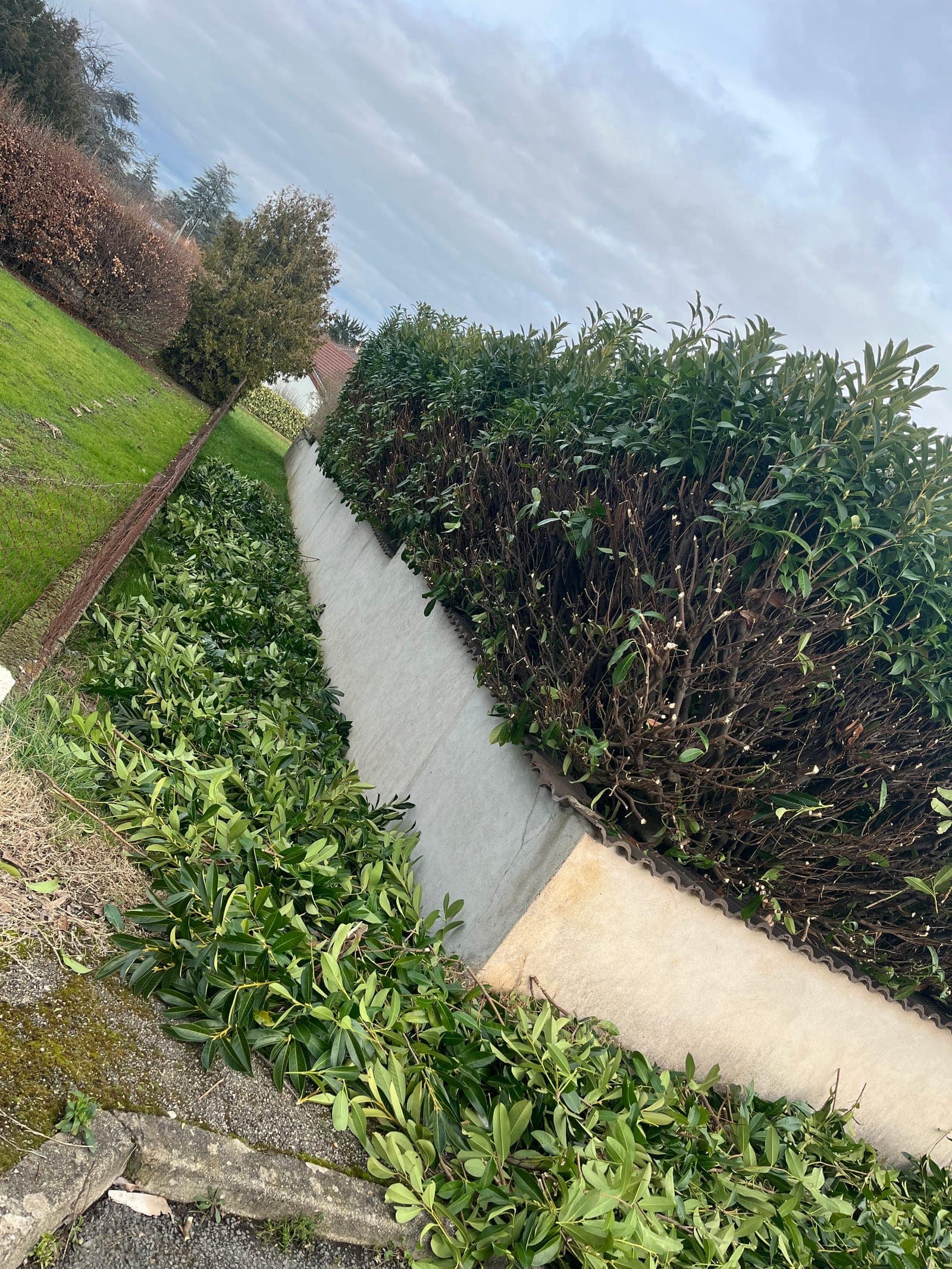 Haie taillée le long d’un muret clair, avec des branches coupées au sol.